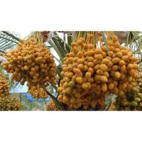 ราคา ต้นอินทผาลัมบาฮีสีเหลือง (4361243581)