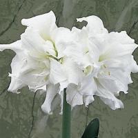 ราคา 1 หัวว่าน ว่านสี่ทิศ สายพันธุ์ ฮอลแลนด์ Amaryllis Snow White 18-22 ซม (11218620826)