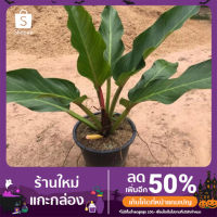 ราคา ต้นเศรษฐีรวยทรัพย์ ไม้มงคล (9694616761)