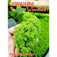 ราคา แหนแดง ไมโครฟิลล่า แหนที่มีธาตุไนโตรเจนสูง (27155795144)