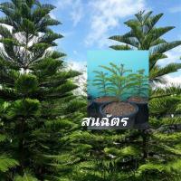 ราคา สนฉัตรกระถาง11นิ้วไม้มงคล (14013628221)