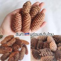 ราคา ลูกสนเจดีย์ ลูกสนธรรมชาติ ลูกสนยาว 9บาท/ลูก ลูกสน ลูกสนจิ๋ว (10301578411)