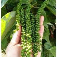 ราคา ต้นพริกไทยพันธุ์ซีลอน เม็ดพริกไทยอ่อน เม็ดดกทั้งปี (24756190052)