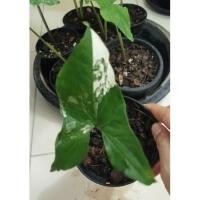 ราคา ต้นเงินไหลมา​ ด่างขาว​ Syngonium​ (11317375037)