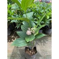 ราคา ต้นไข่มุกอันดามัน ออกดอกทั้งปี รำไร เลี้ยงง่าย (22252689195)