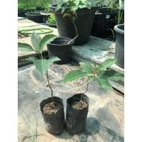 ราคา ต้นข่อยดำ สมุนไพรข่อยดำ ต้นละ100บาท (5483809138)