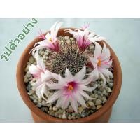 ราคา 918 MAMMILLARIA fraileana (20 เมล็ด) เมล็ดพันธุ์ กระบองเพชร แคคตัส แมมมิลลาเรีย เพาะเมล็ด แคคตัส ไม้อวบน้ำ CACTUS SEEDS (8674250319)