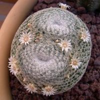 ราคา เมล็ด Mammillaria microthele แมมนกฮูก 20เมล็ด (2779942012)