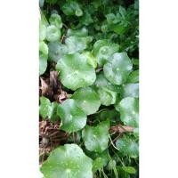 ราคา ผักแว่นแก้ว(ผักหนอกใหญ่) (27352593547)