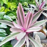 ราคา ว่านกาบหอยแครง (ว่านเพชรสายรุ้ง) (4002834276)