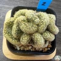 ราคา (B2) การแมมนิ้วทองคริส ไม้ชำหน่อ - (Mammillaria elongata) - แคคตัส/งอก ปลูก/งอก เมล็ด/งอก การ (21078867248)