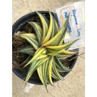 ราคา ม้าเวียนด่าง/ม้าเวียนคัดด่างสวย (41350173523)