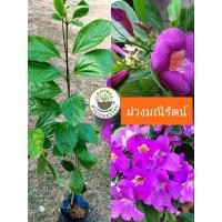 ราคา ต้นม่วงมณีรัตน์ เป็นไม้เลื้อย ดอกสวย (25226012565)