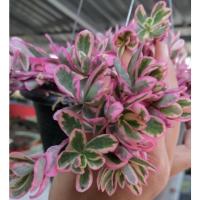 ราคา คุณนายตื่นสาย ใบด่าง ดอกชมพู (แบ่งขายกระถาง2นิ้วค่า) (15149274103)