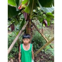 ราคา กล้วยมาฮอย หน่อกล้วยมาฮอย ออก1-5เครือ (18213052935)