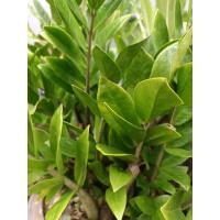 ราคา ต้นกวักมรกต กิ่งกวักมรกต (11415841542)