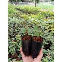 ราคา ต้นปลาไหลเผือก สมุนไพรมากสรรพคุณ (40813667754)