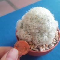 ราคา หน่อแมมขนนกสีขาว[เด็ดสด] (1714772828)