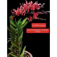 ราคา กล้วยไม้ช้างแดงชุมพรของแท้ (23758522961)