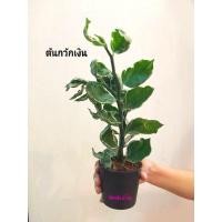 ราคา "กวักต้นกวักเงินกวักทอง"ต้นไม้มงคล ต้นไม้นำ โชคต้นไม้ (5745171005)