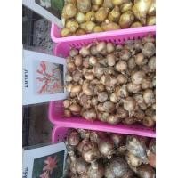 ราคา 3 หัวว่านมหาลาภ ไม้มงคล ว่านมงคล (14461335062)