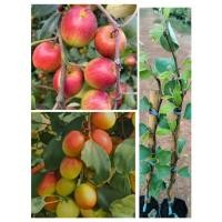 ราคา ต้นพุทราแดงอินเดีย ผลสีแดง เนื้อหวานกรอบอร่อย ติดผลดกมาก ติดผลตลอดปี สูง70-80ซ.ม แบบทาบกิ่ง (22871902834)