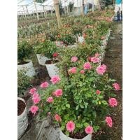 ราคา กุหลาบ-กุหลาบหนู สีชมพู พุ่มเตี้ย ดอกเยอะ บานทน เลี้ยงง่าย (20386330378)
