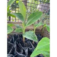 ราคา หน่อกล้วยงาช้าง แบบเพาะชำ (40512121512)