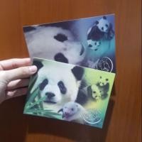 ราคา ไปรษณียบัตรตั้งชื่อแพนด้า 2009 (5613292973)