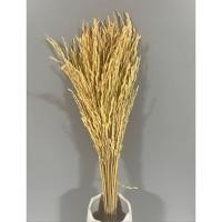 ราคา รวงข้าวธรรมชาติ จริงตากแห้ง (15830872418)