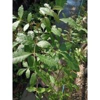 ราคา สะเดาซาอุมะตูมแขกต้นกล้าพร้อมปลูกกินยอดกับน้ำพริกได้ชอบแดด (49502233756)