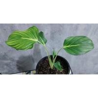 ราคา เสน่ห์จันทร์ขาว ขนาด 12-18 ซม (11074006965)