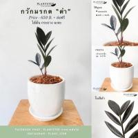 ราคา กวักมรกตดำ ไม้ฟอกอากาศ ส่งฟรี (8723967145)