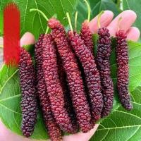 ราคา Mulberry Tree Seeds for Planting เมล็ดพันธุ์ ต้นหม่อน เมล็ดมัลเบอร์รี่ Mulberry Seeds 100เมล็ด/แพ็ค ของแท้ 100% ปลูกง่าย (43766840610)