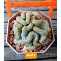 ราคา นิ้วทองคริส แคคตัส กระบองเพชร กระถาง 3 นิ้วค่ะ (4856438973)