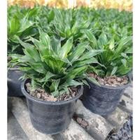 ราคา ต้นวาสนาเก้าชั้น ไม้มงคล กระถาง 6 นิ้ว ไม้ฟอกอากาศ (27674066735)