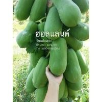 ราคา เมล็ดมะละกอ พันธุ์​ฮอลแลนด์​เนื้อสีแดง 100​ เมล็ด​ กับ 300​ เมล็ด​ พร้อมส่ง (9215797928)