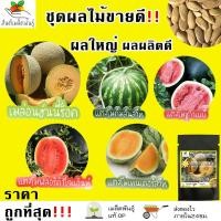 ราคา เมล็ดพันธุ์ ชุดผลไม้ ขายดี ปลูกง่าย โตไว ผลใหญ่ เมล่อนฮันนี่ร็อค/แตงโมคิมสันสวีท/แตงโมชูก้าเบบี้/แตงโมฟลอริด้าไจแอ้นท์ (9267498715)