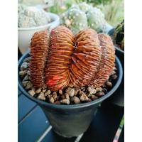 ราคา ยิมโนคริสติดด่าง ไม้เมล็ด/ด่างสีช็อคโกแลตติดด่างชมพู/คริสสีเอกรงค์/ขดใหญ่สวยงาม (24989676304)