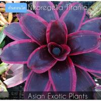 ราคา สับปะรดสี หน่อ Neo. Titania หน่ออวบๆเลยจ้า (17280918163)