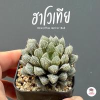 ราคา ฮาโวเทีย Haworthia Mirror Ball ไม้อวบน้ำ กุหลาบหิน cactus&succulentหลากหลายสายพันธุ์ (12204232905)