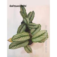 ราคา ต้นคล้าขุนแผนเรียกทรัพย์ คนไทยโบราณเชื่อว่า บ้านใดปลูกต้นคล้าไว้ประจำบ้าน จะช่วยคุ้มครองรักษาผู้อยู่อาศัยให้มีความสงบสุข (6247845705)