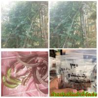 ราคา (ขาย เมล็ดพันธุ์) เมล็ด ต้น ถั่วพู ยักษ์ ถั่วพูยักษ์ Salisa (7770676065)