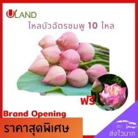 ราคา Uland ไหลบัวฉัตรชมพู 10 ไหล แถม 1 ไหล ไหลบัว บัวฉัตรชมพู หลดบัว บัวฉัตร ดอกบัวชมพู บัวหลวง บัวตกแต่งบ้าน จิตใจสงบ (51602567822)