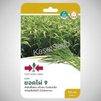 ราคา เมล็ดพันธุ์ ผักบุ้งจีน ผักบุ้ง ผักบุ้งใบไผ่ ยอดไผ่9 ศรแดง ผักซอง (1302086660)