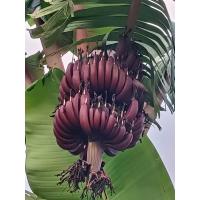 ราคา กล้วยนาก(ชำรากแข็งแรง) (29037611558)