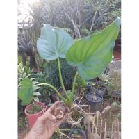 ราคา ต้นไม้เสริมมงคล ต้นกวักใบโพธิ์ ส่งตัดใบ (7990370754)