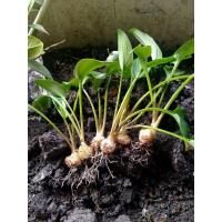 ราคา ว่านรวยล้นฟ้า ชุดละ49บาทมี6ต้น (6595881128)