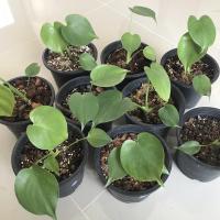 ราคา ต้นกล้ามอนสเตอร่าไจแอนท์ (11411314142)