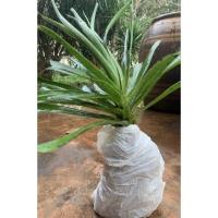 ราคา กิ่งจันผา , กิ่งจันทร์แดง >ไม้มงคล ไม้ประดับบ้านสวยงาม (11769490230)